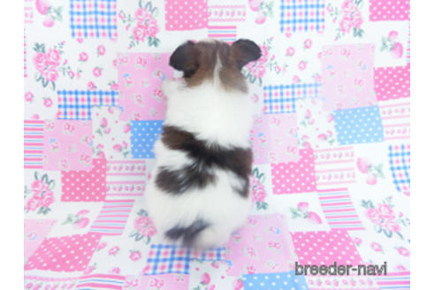 成約済の千葉県のパピヨン-167399の10枚目