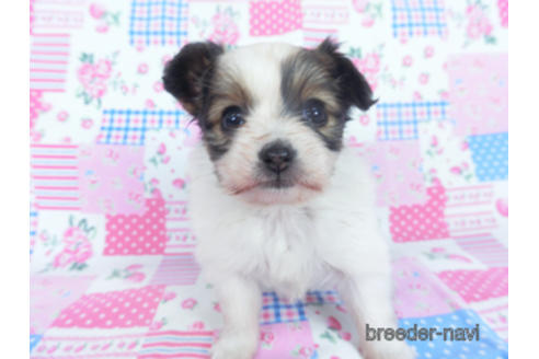 成約済の千葉県のパピヨン-167399の11枚目