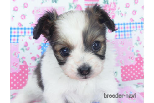 成約済の千葉県のパピヨン-167399の12枚目