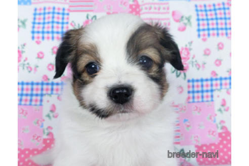 成約済の千葉県のパピヨン-167400の16枚目