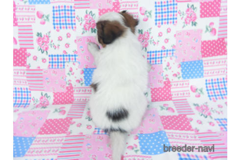 成約済の千葉県のパピヨン-167400の13枚目