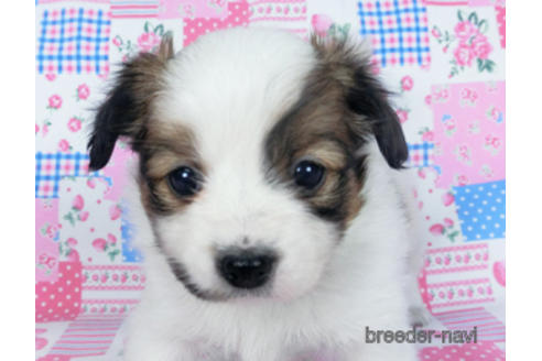 成約済の千葉県のパピヨン-167400の14枚目