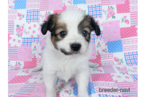 成約済の千葉県のパピヨン-167400の15枚目