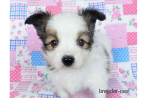 成約済の千葉県のパピヨン-167404の2枚目