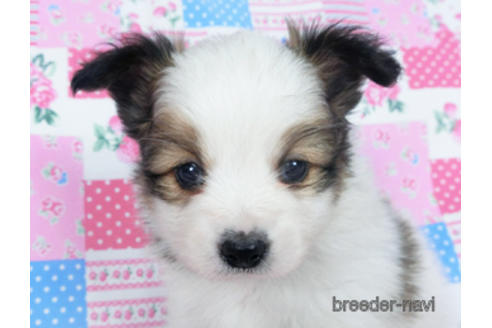 成約済の千葉県のパピヨン-167404の1枚目