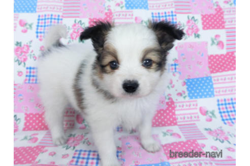 成約済の千葉県のパピヨン-167404の3枚目