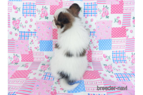 成約済の千葉県のパピヨン-167404の4枚目