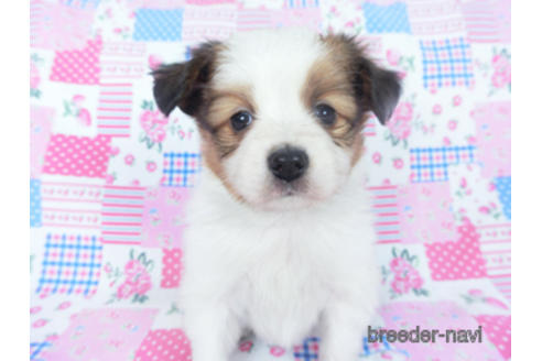 成約済の千葉県のパピヨン-167406の10枚目