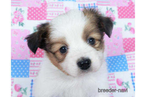 成約済の千葉県のパピヨン-167406の11枚目