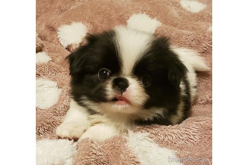 奈良県の狆 チン 男の子 21 12 23生まれ 白黒 子犬id ブリーダーナビ 奈良県の狆 チン 男の子 21 12 23生まれ 白黒 子犬id ブリーダーナビ