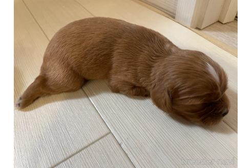 成約済の岡山県のミックス犬-167469の1枚目