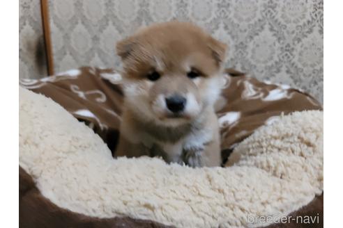 成約済の千葉県の柴犬-163053