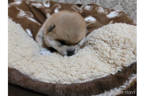 成約済の千葉県の柴犬-166414の4枚目