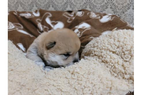成約済の千葉県の柴犬-166414の3枚目