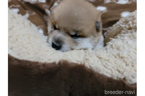 成約済の千葉県の柴犬-166417の5枚目