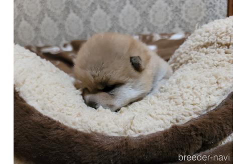 成約済の千葉県の柴犬-166417の6枚目