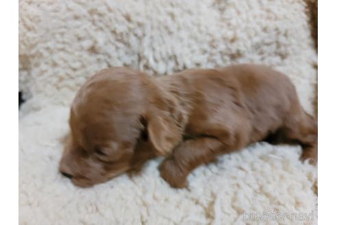 成約済の千葉県のトイプードル-166413の4枚目