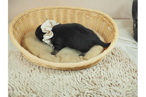 成約済の埼玉県のチワワ(ロングコート)-166505の4枚目