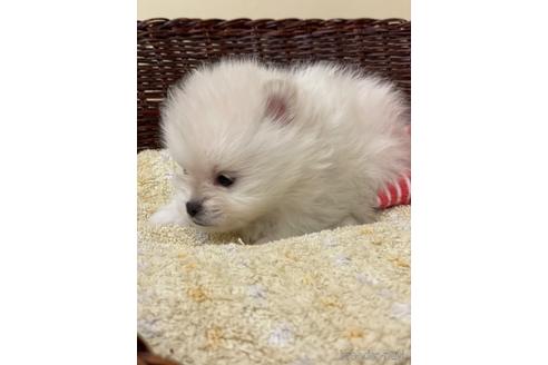 成約済の愛知県のポメラニアン-167513の2枚目