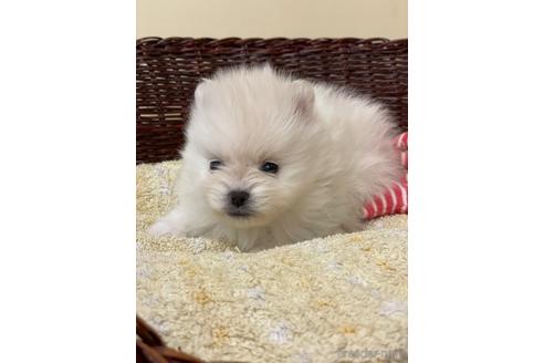 成約済の愛知県のポメラニアン-167513の1枚目