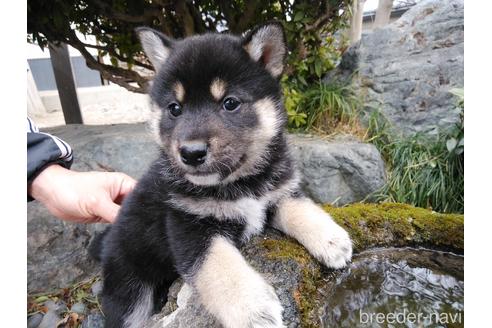 成約済の岡山県の柴犬-164772の1枚目