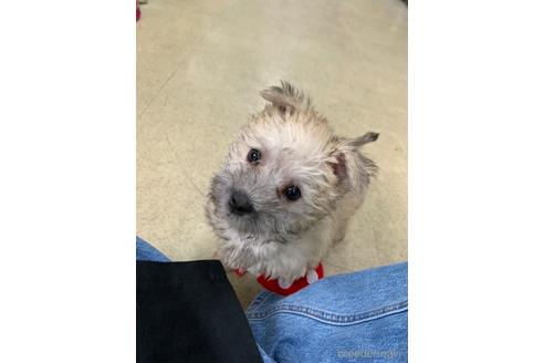 成約済の岡山県のミックス犬-166266の1枚目