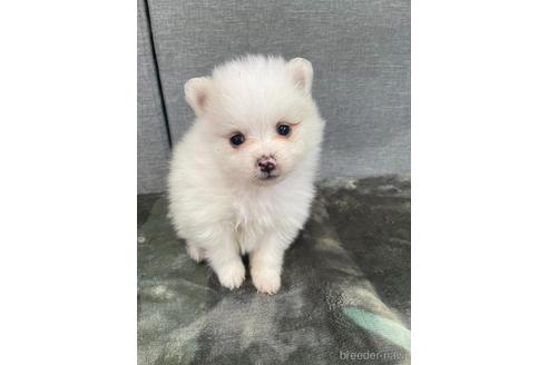 成約済の三重県のポメラニアン-167528の2枚目