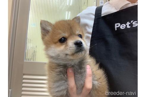 成約済の岡山県のミックス犬-166269の2枚目