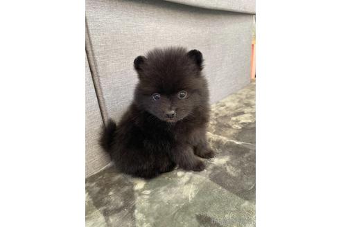 成約済の三重県のポメラニアン-167529の1枚目