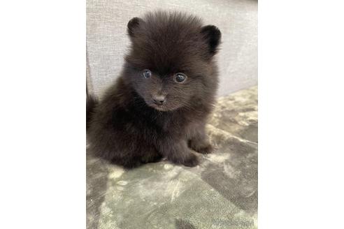 成約済の三重県のポメラニアン-167529の2枚目