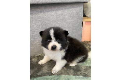成約済の三重県のポメラニアン-167530の1枚目
