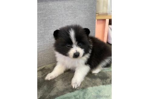 成約済の三重県のポメラニアン-167530の2枚目