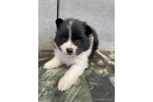 成約済の三重県のポメラニアン-167532