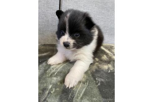 成約済の三重県のポメラニアン-167532の2枚目