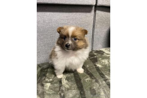 成約済の三重県のポメラニアン-167535