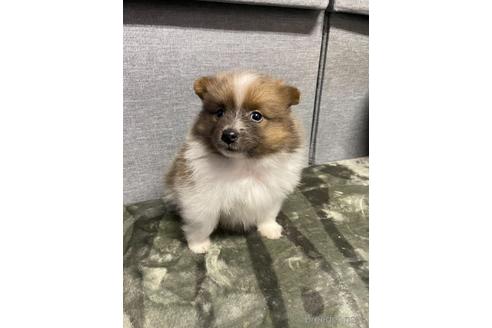 成約済の三重県のポメラニアン-167535の2枚目