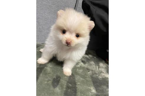 成約済の三重県のポメラニアン-167537の1枚目