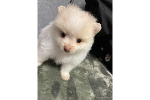 成約済の三重県のポメラニアン-167537の2枚目