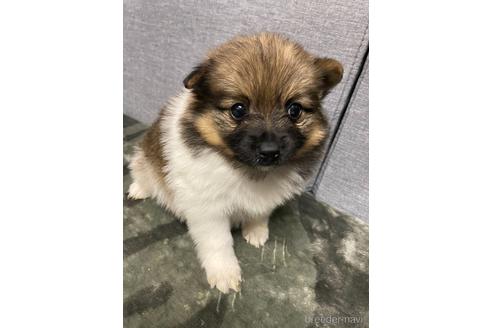 成約済の三重県のポメラニアン-167538の1枚目