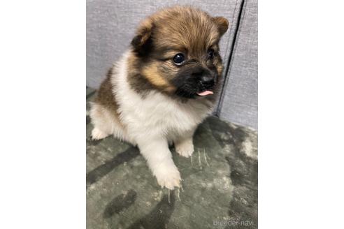 成約済の三重県のポメラニアン-167538の2枚目