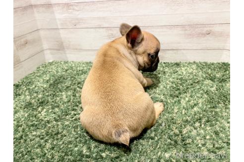 成約済の愛知県のフレンチブルドッグ-167558の2枚目