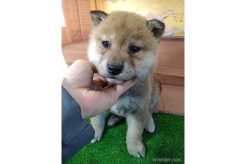 成約済の北海道の柴犬-164525の4枚目