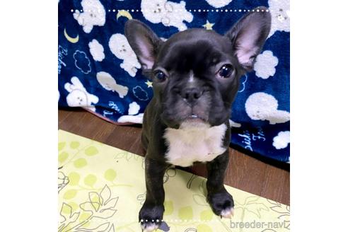 成約済の茨城県のフレンチブルドッグ-161176の15枚目