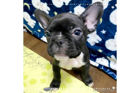 成約済の茨城県のフレンチブルドッグ-161176の14枚目