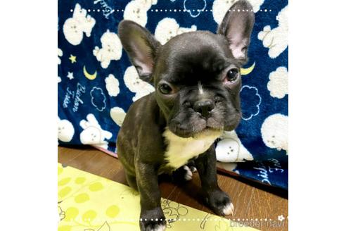 成約済の茨城県のフレンチブルドッグ-161176の12枚目