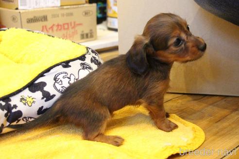 成約済の愛知県のカニンヘンダックスフンド(ロングヘアード)-163562の25枚目