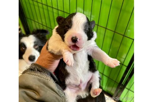 成約済の長野県のボーダーコリー-167635の1枚目