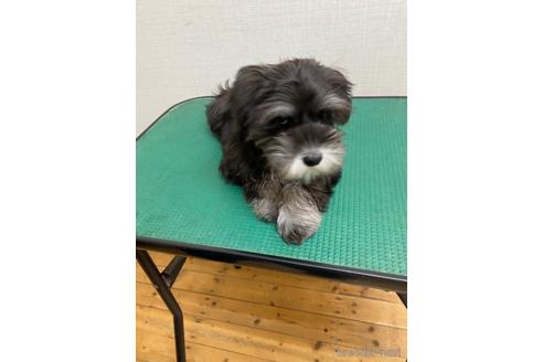 成約済の福岡県のミニチュアシュナウザー-163999の1枚目