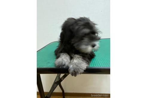 成約済の福岡県のミニチュアシュナウザー-163999の3枚目