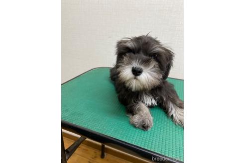 成約済の福岡県のミニチュアシュナウザー-163999の2枚目